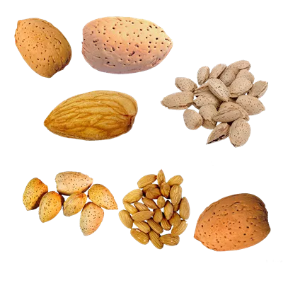 عکس دوربری حالت های مختلف بادام با پوست و بدون پوست