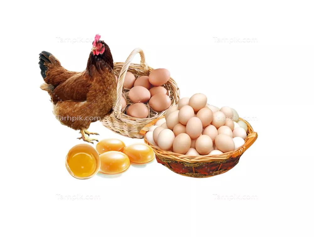 عکس دوربری پوستر تبلیغاتی تخم مرغ