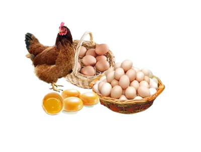 عکس دوربری پوستر تبلیغاتی تخم مرغ