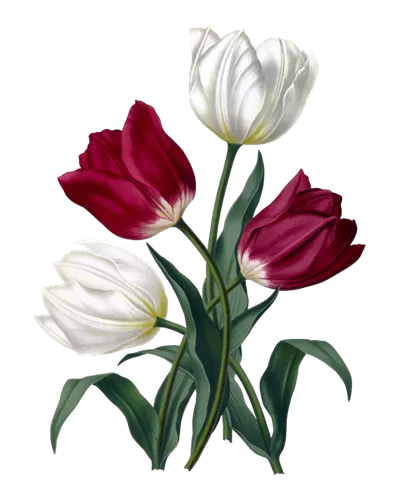 عکس دوربری نقاشی گل های لاله