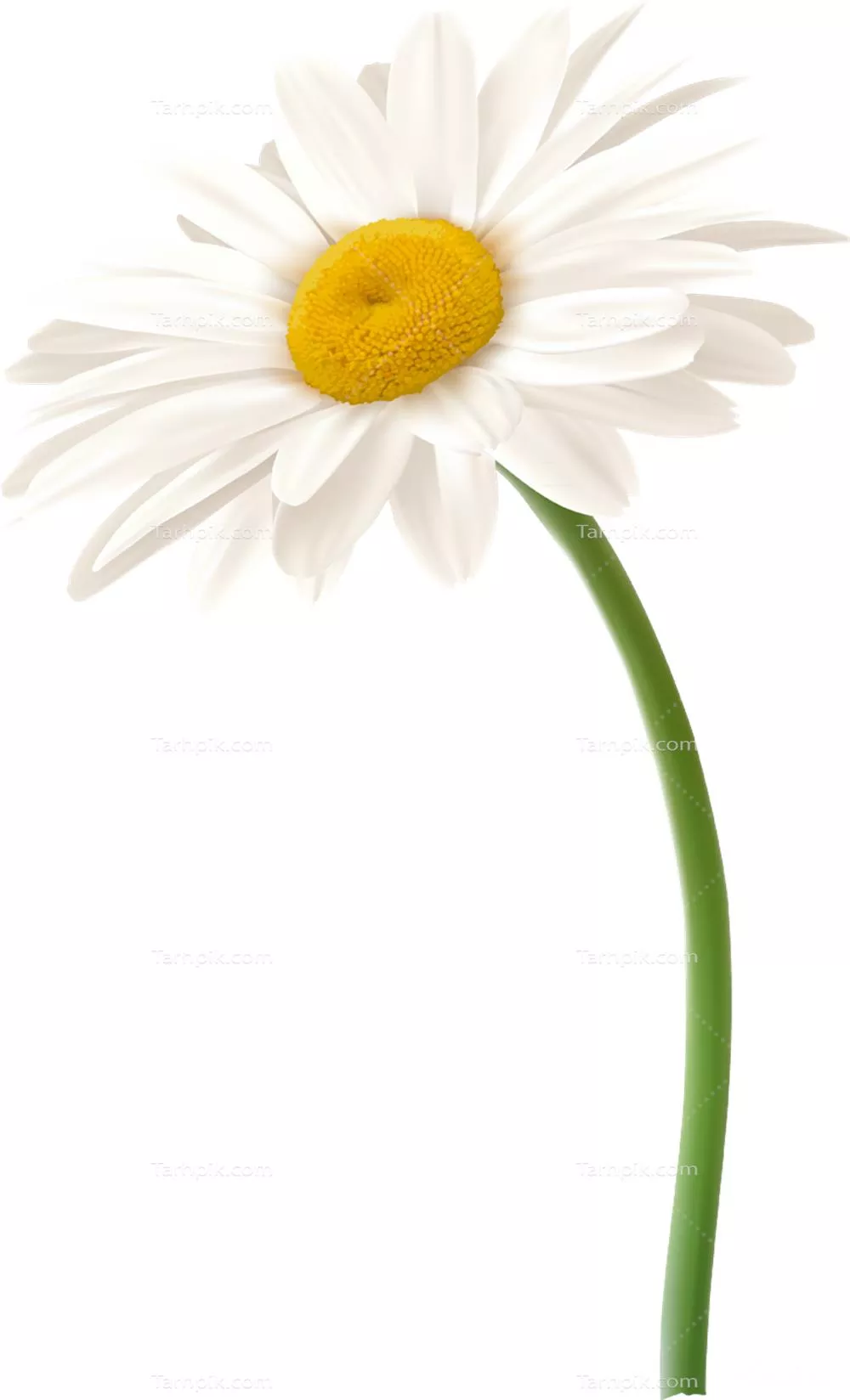 عکس دوربری شاخه گل بابونه