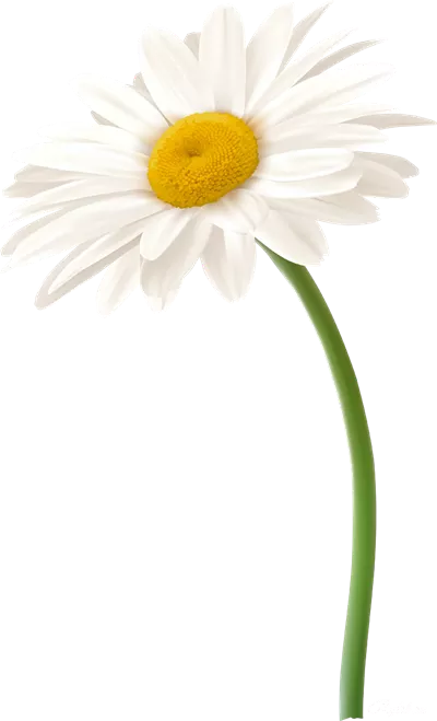 عکس دوربری شاخه گل بابونه