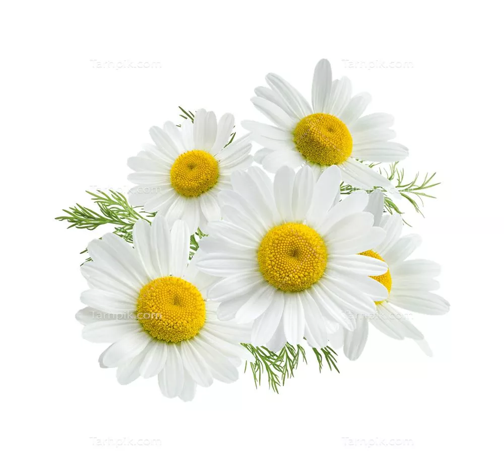 عکس بدون پس زمینه چند تا گل بابونه با برگ