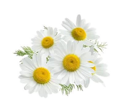 عکس بدون پس زمینه چند تا گل بابونه با برگ