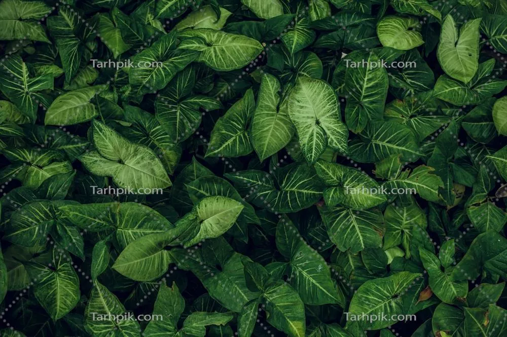 سایر تصاویر