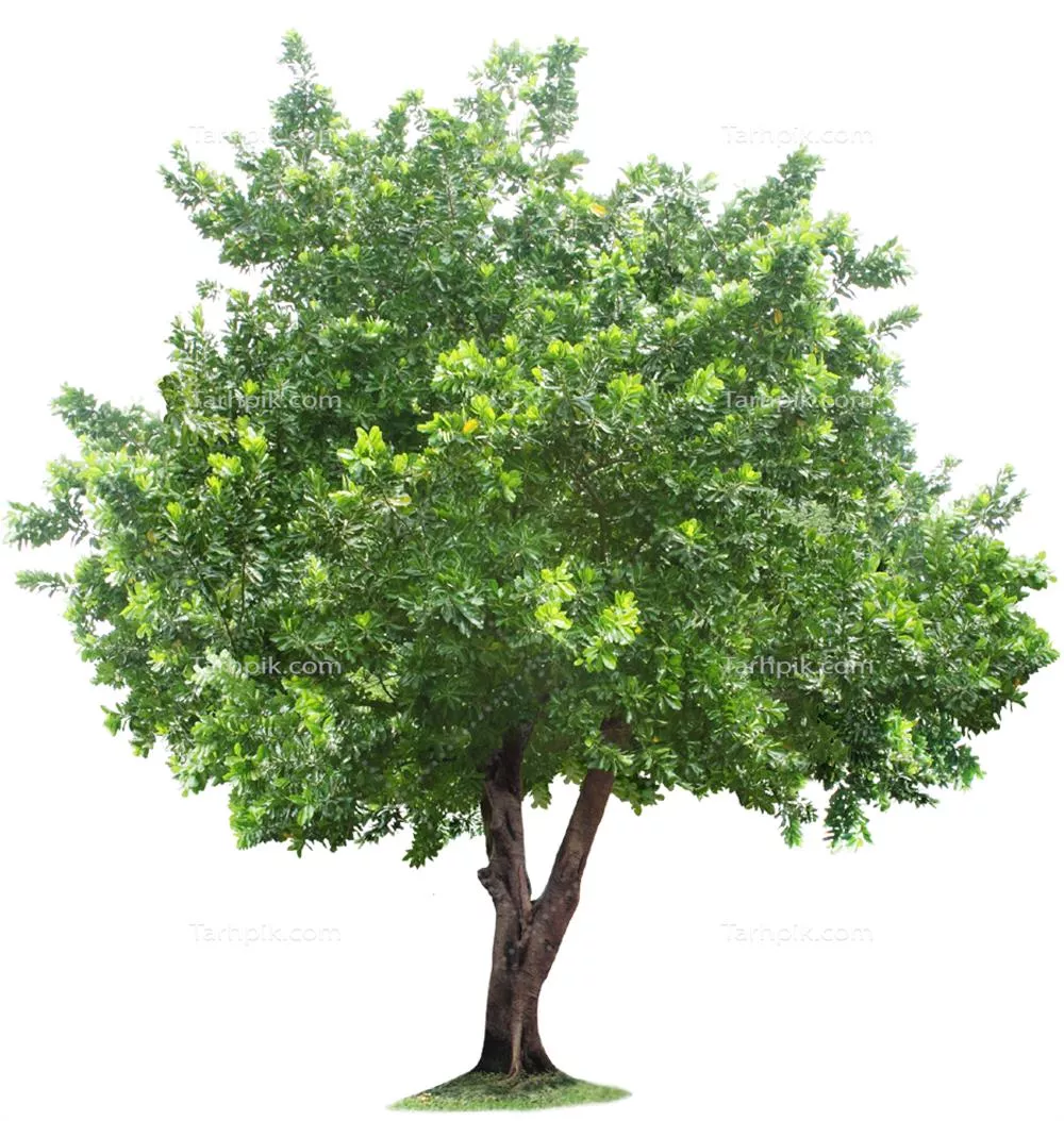 سایر تصاویر