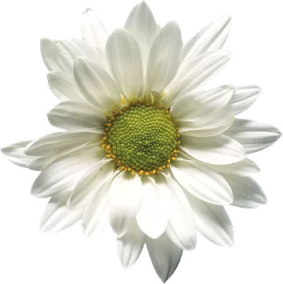 عکس دوربری گل بابونه زیبا