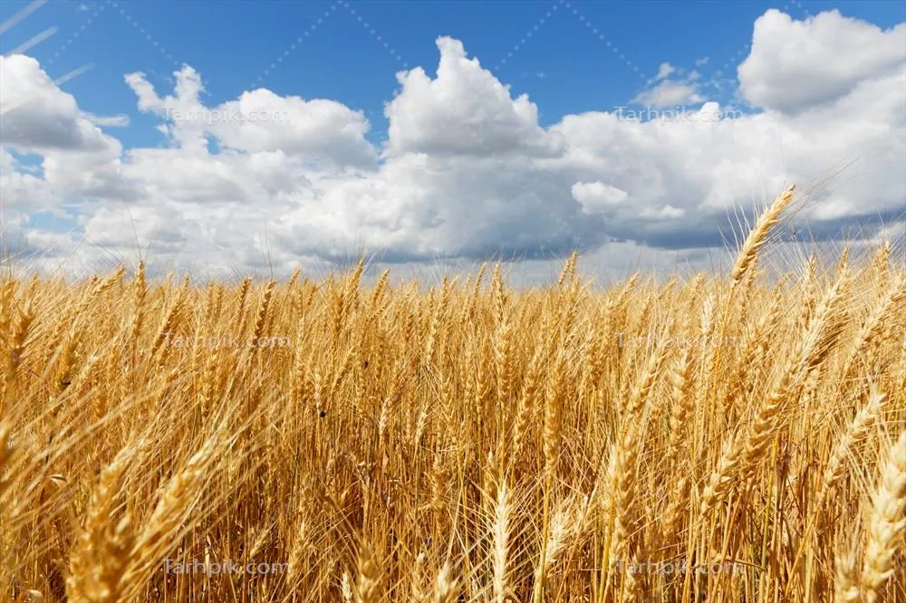 سایر تصاویر