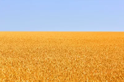 تصویر با کیفیت مزرعه گندم