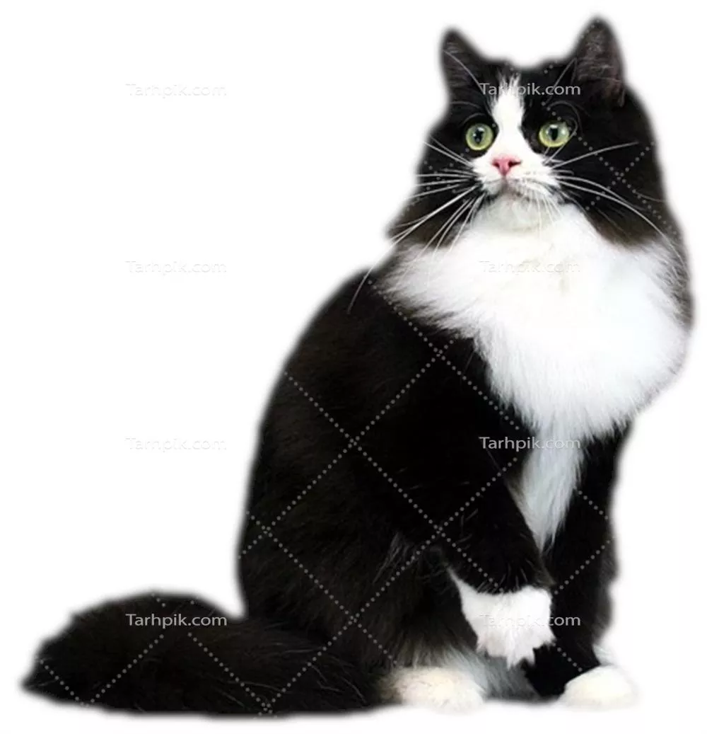 سایر تصاویر