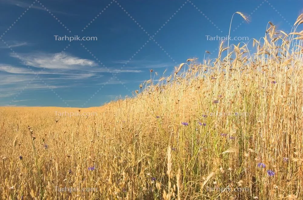 تصویر با کیفیت مزرعه گندم از نمای نزدیک