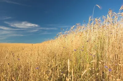 تصویر با کیفیت مزرعه گندم از نمای نزدیک