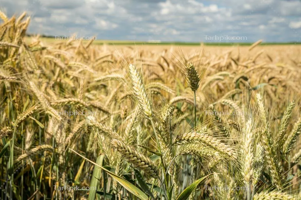 تصویر با کیفیت مزرعه دانه جو در روز آفتابی