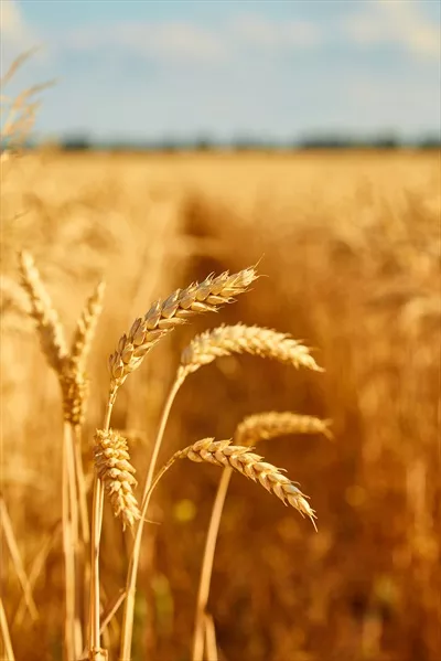 تصویر با کیفیت مزرعه گندم با پس زمینه سنبلچه های گندم