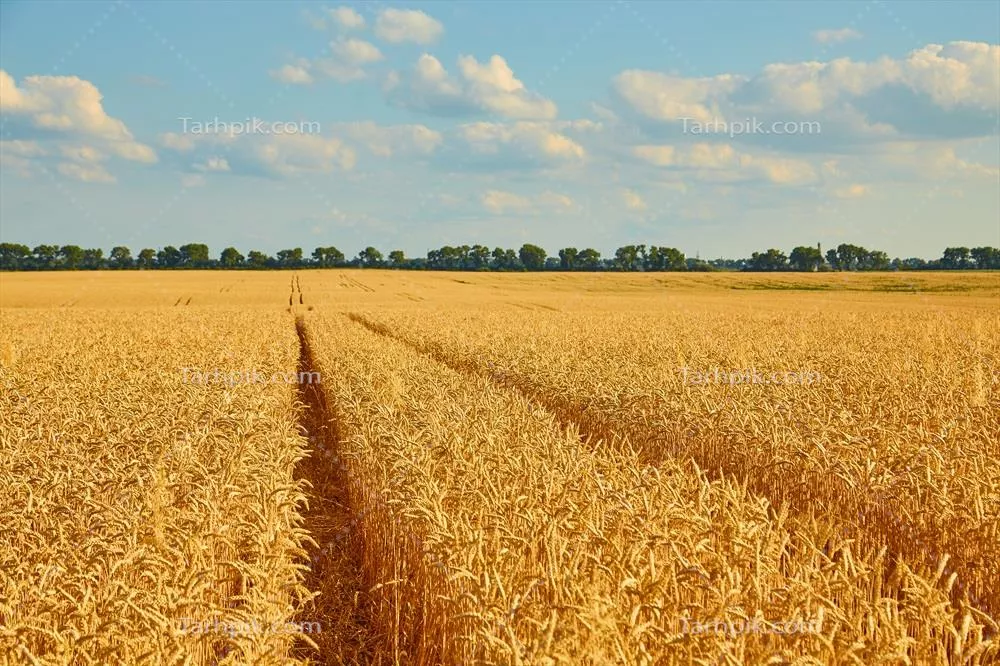 تصویر با کیفیت گندم زار طلایی با آسمان آبی