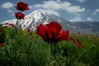 تصویر با کیفیت گل لاله در دامنه کوه دماوند