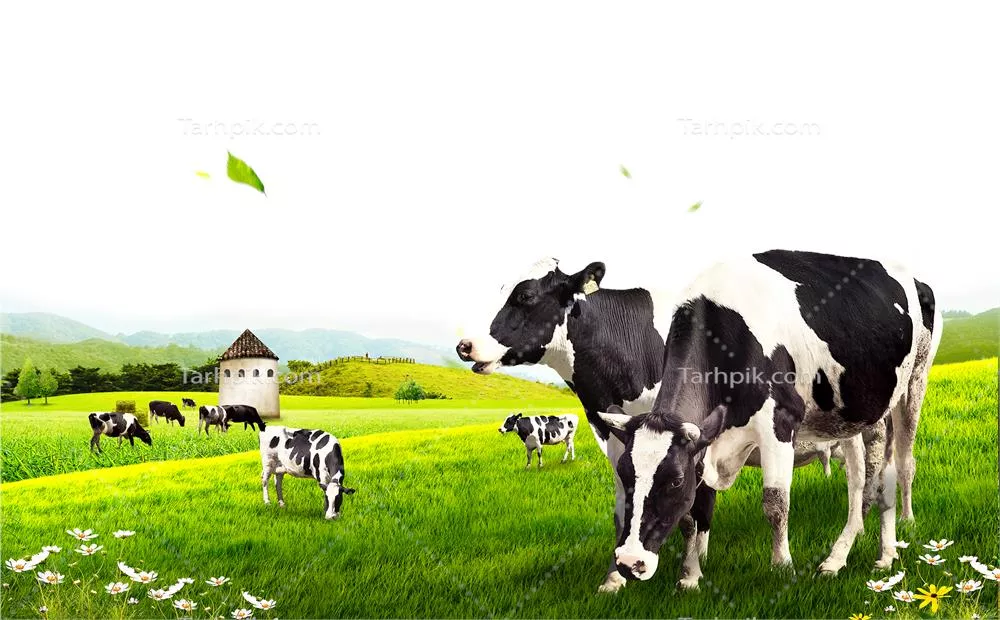 عکس دوربری گاو در مزرعه