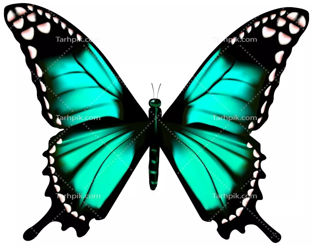 عکس دوربری پروانه رنگارنگ