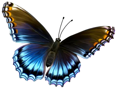 عکس دوربری پروانه ی زیبای آبی و قهوه ای