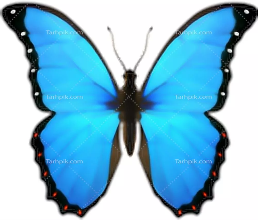 عکس دوربری پروانه آبی