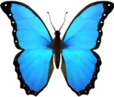 عکس دوربری پروانه آبی