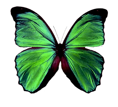 عکس دوربری پروانه سبز