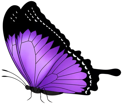 عکس دوربری پروانه بنفش