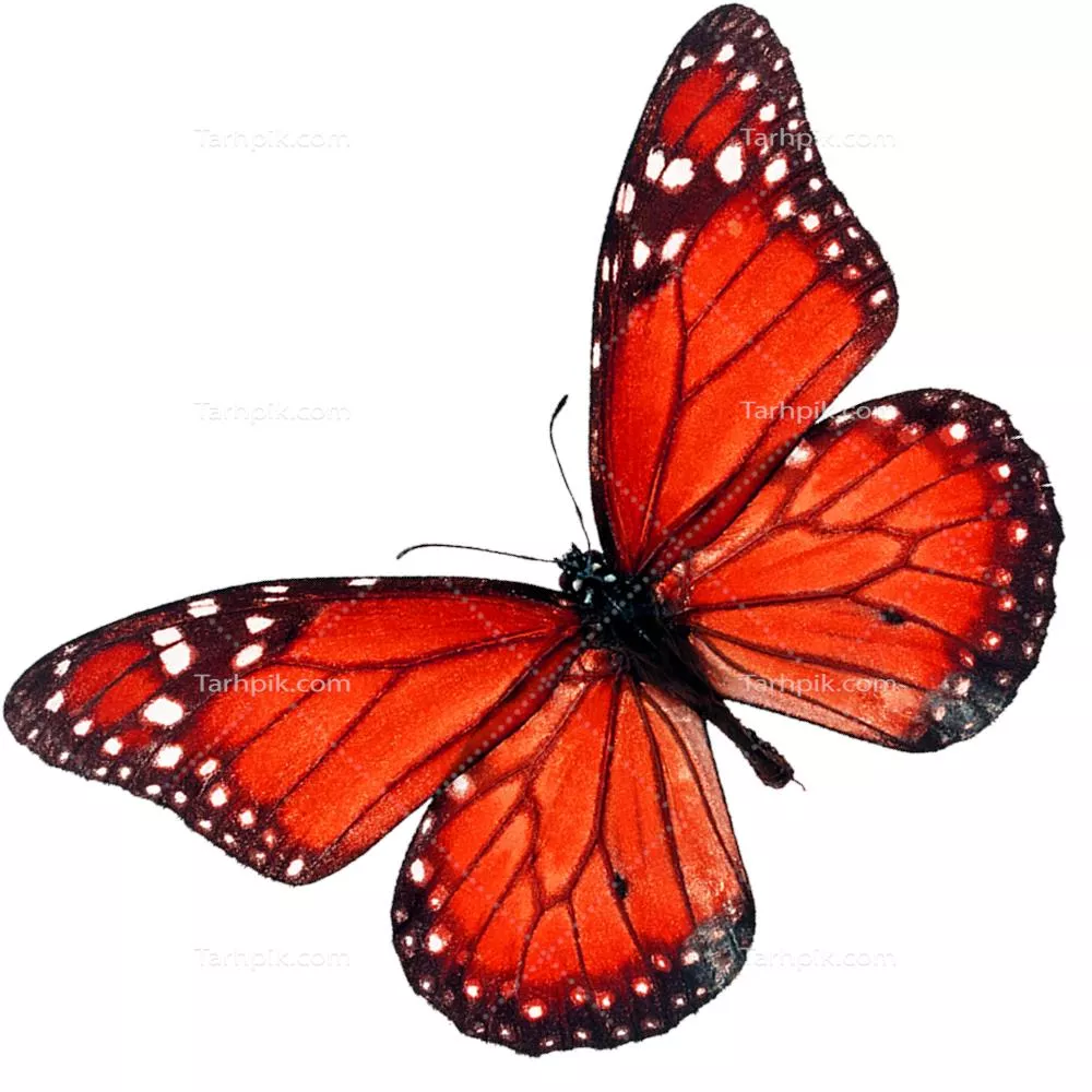 عکس دوربری پروانه تزئینی نارنجی