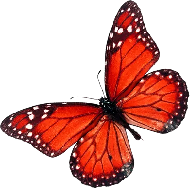 عکس دوربری پروانه تزئینی نارنجی