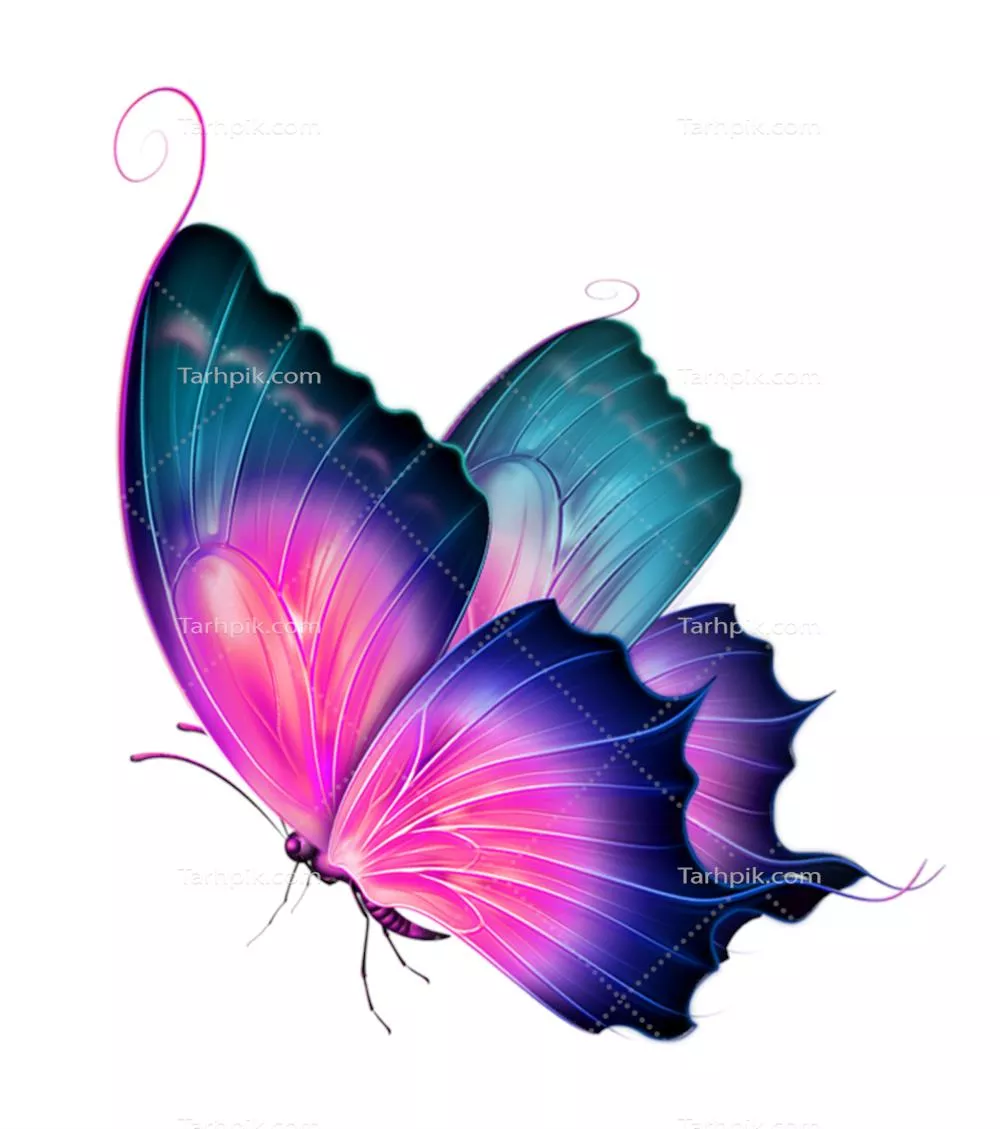 عکس دوربری پروانه تزئینی رنگی