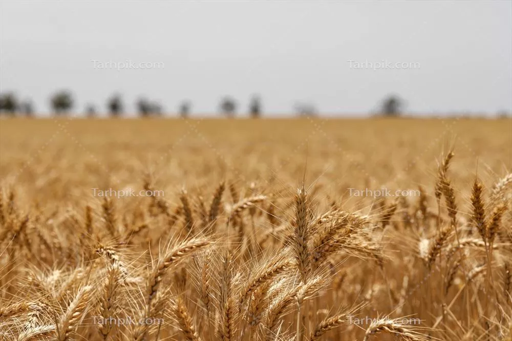 تصویر با کیفیت خوشه های طلایی مزرعه گندم