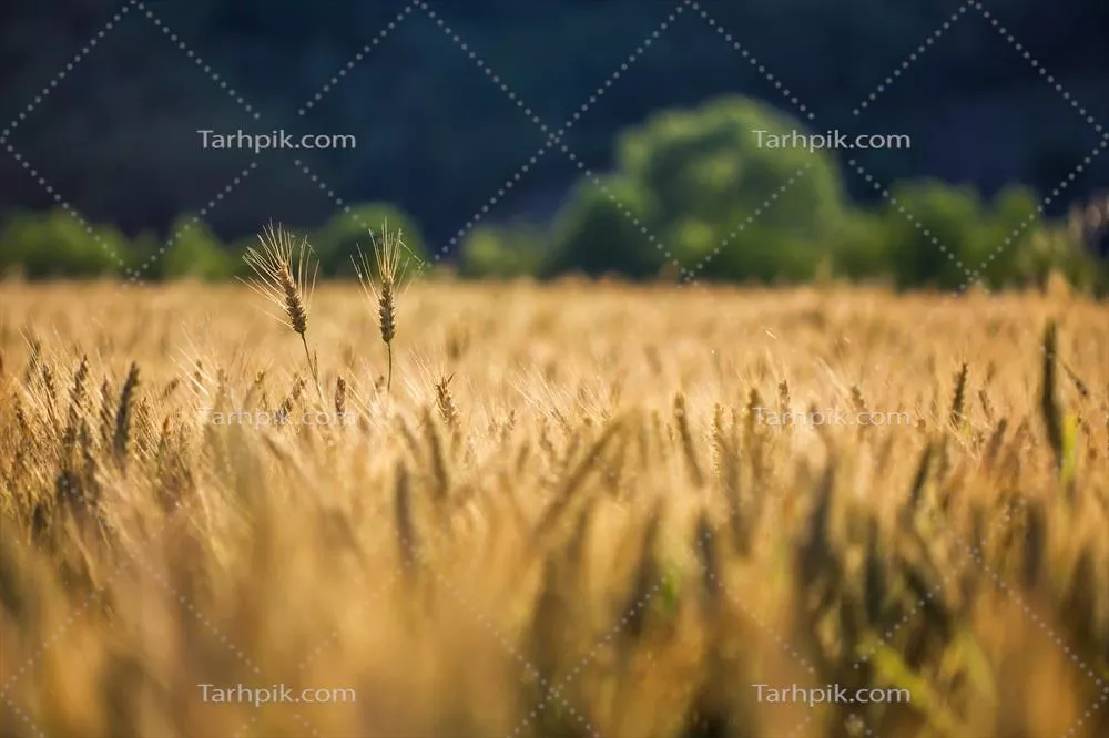 تصویر کشتزار گندم طلایی با کیفیت بالا