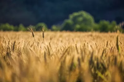 تصویر کشتزار گندم طلایی با کیفیت بالا