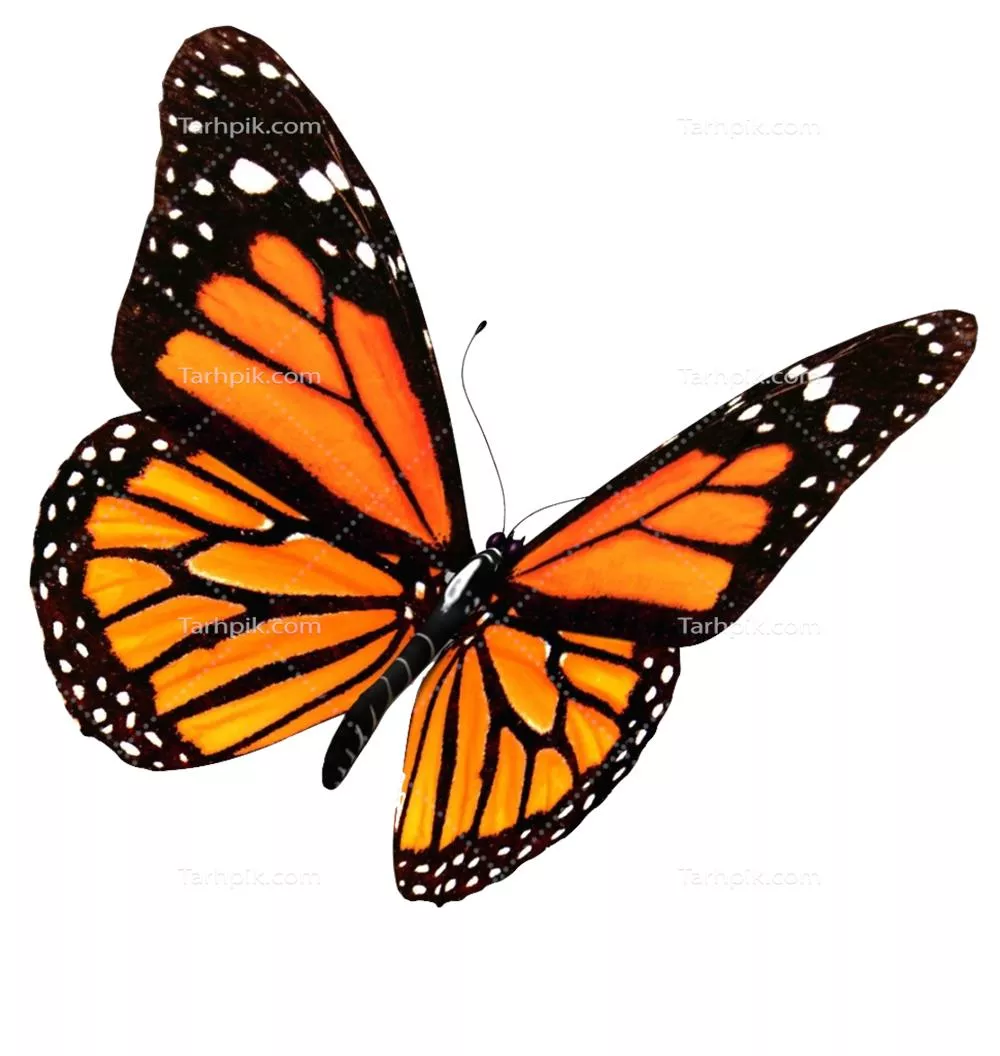 عکس دوربری پروانه سلطنتی نارنجی