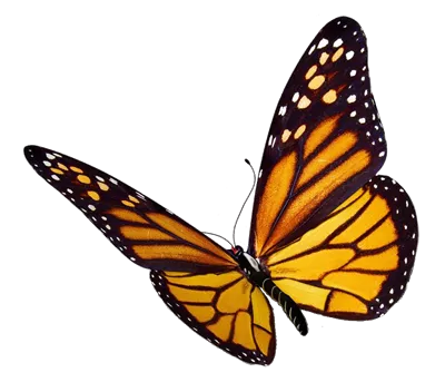 عکس دوربری حشره پروانه سلطنتی زرد