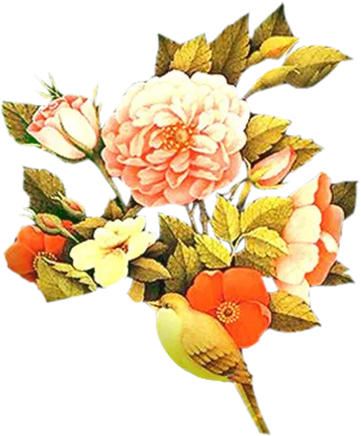 عکس مرغ و گل اسلیمی