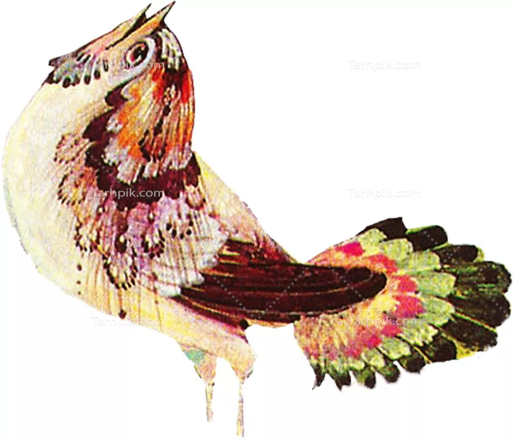 عکس دوربری شده مرغ اسلیمی با کیفیت