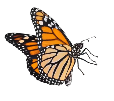 عکس دوربری پروانه سلطنتی زیبا نارنجی