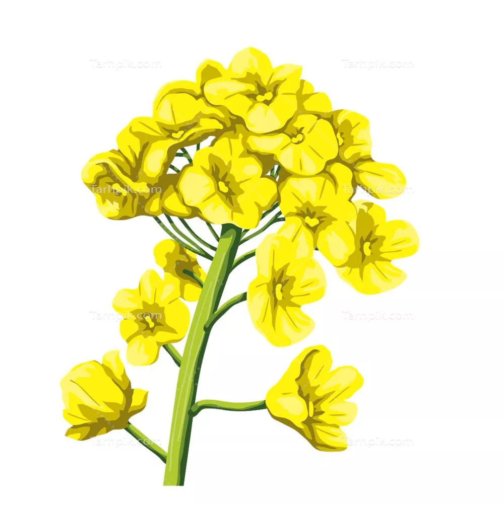 عکس دوربری شده گل کلزا