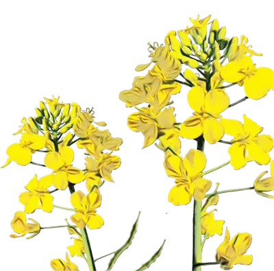 عکس دوربری گل های کلزا