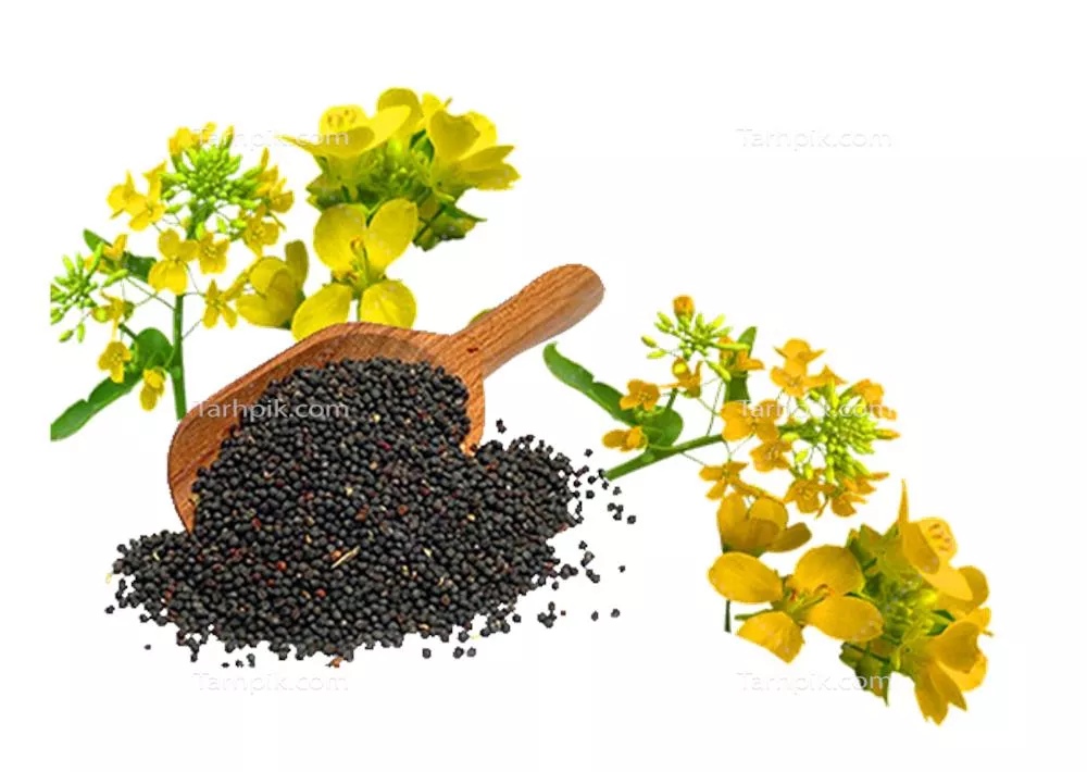 عکس دوربری شده دانه و گل کلزا
