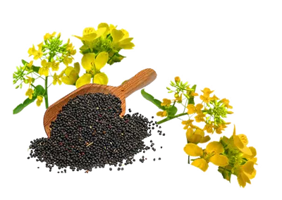 عکس دوربری شده دانه و گل کلزا