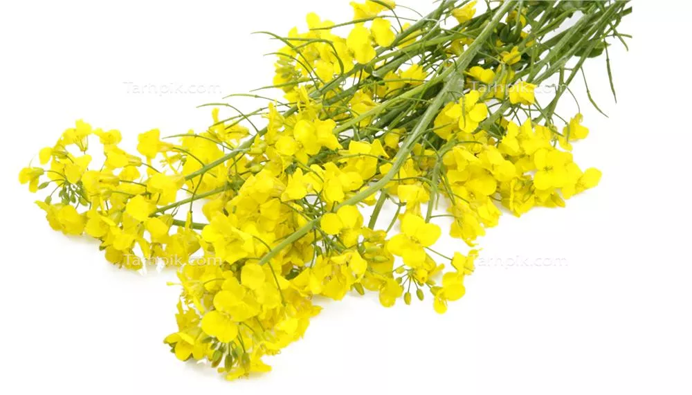 عکس دوربری گیاه کلزا