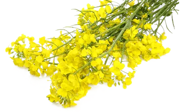 عکس دوربری گیاه کلزا