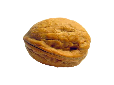 عکس دوربری شده یک عدد گردو