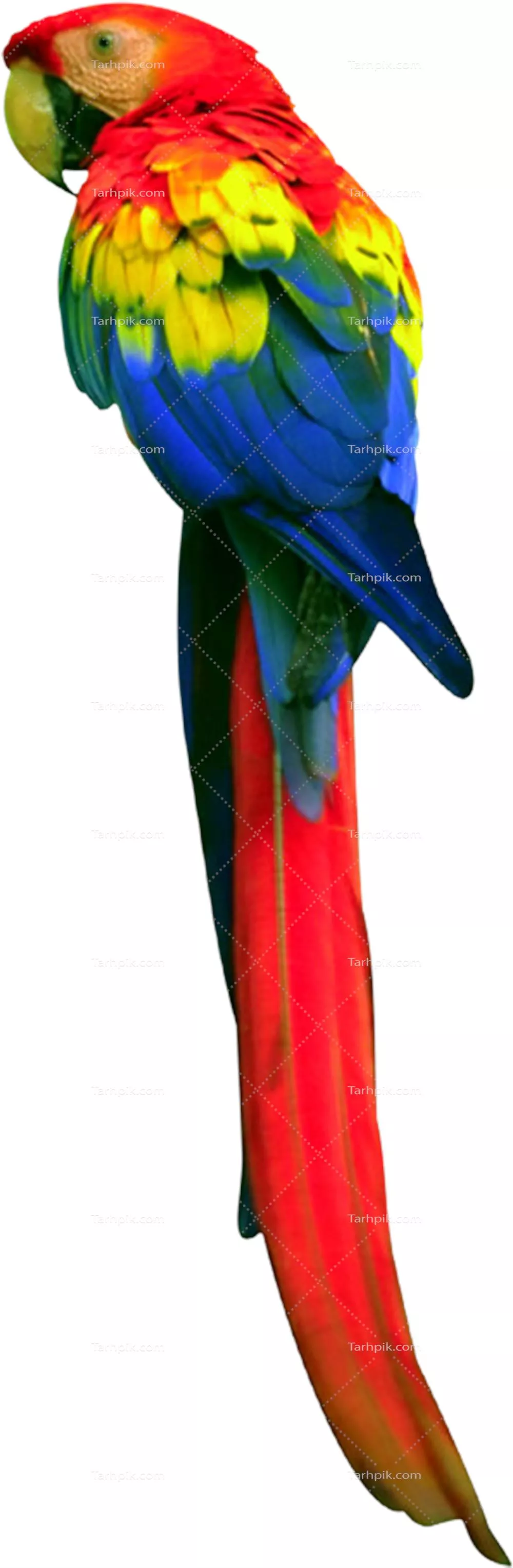 عکس دوربری طوطی سخنگو