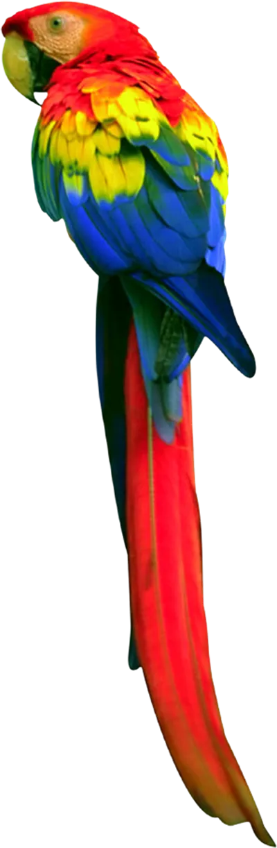 عکس دوربری طوطی سخنگو