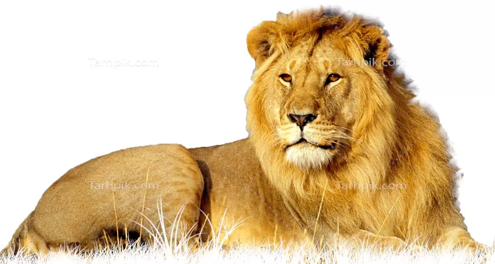 عکس دوربری شیر وحشی نشسته