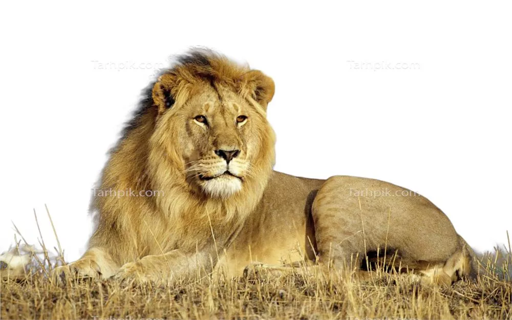 عکس دوربری شده شیر نشسته روی زمین