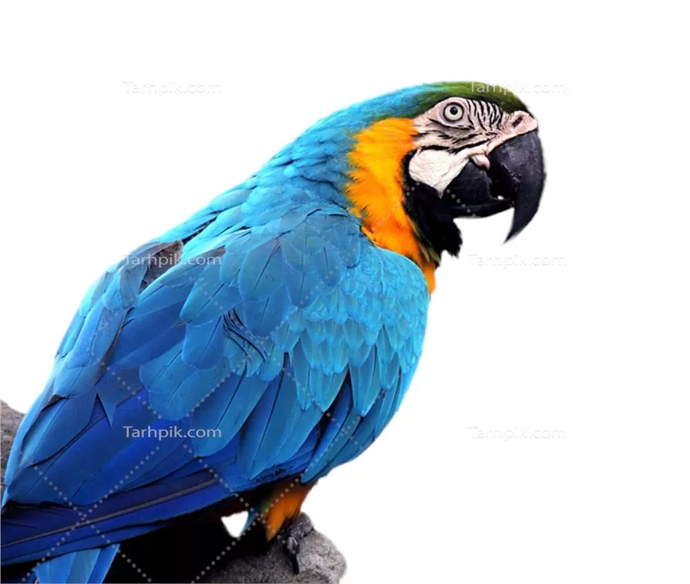 عکس دوربری پرنده سخنگو طوطی ماکائو آبی و زرد